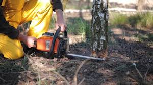 Seasonal Cleanup (Spring/Fall) in Homestead Meadows South, TX