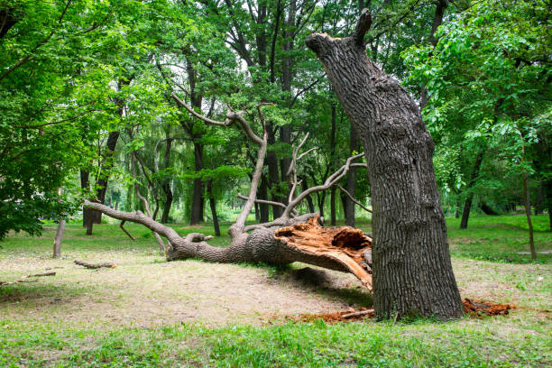 Best Storm Damage Tree Cleanup  in Homestead Meadows South, TX