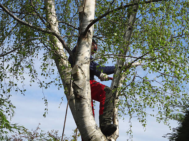 Homestead Meadows South, TX Tree Care Company