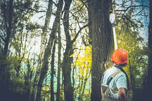 How Our Tree Care Process Works  in  Homestead Meadows South, TX