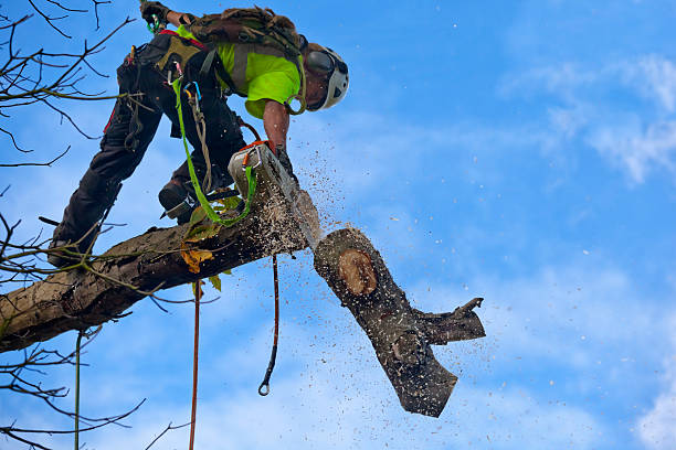 Best Tree Maintenance Programs  in Homestead Meadows South, TX
