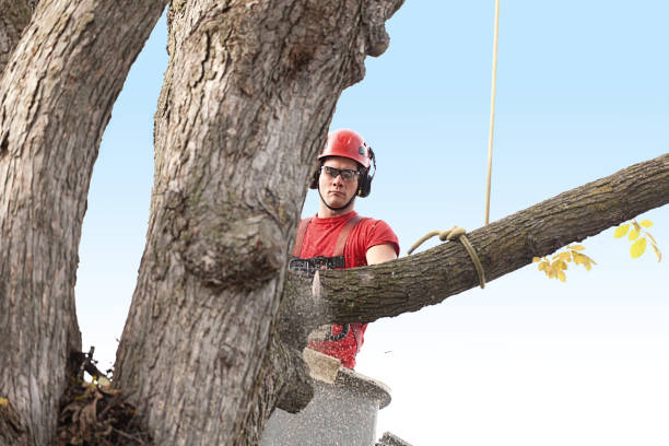 Best Root Management and Removal  in Homestead Meadows South, TX